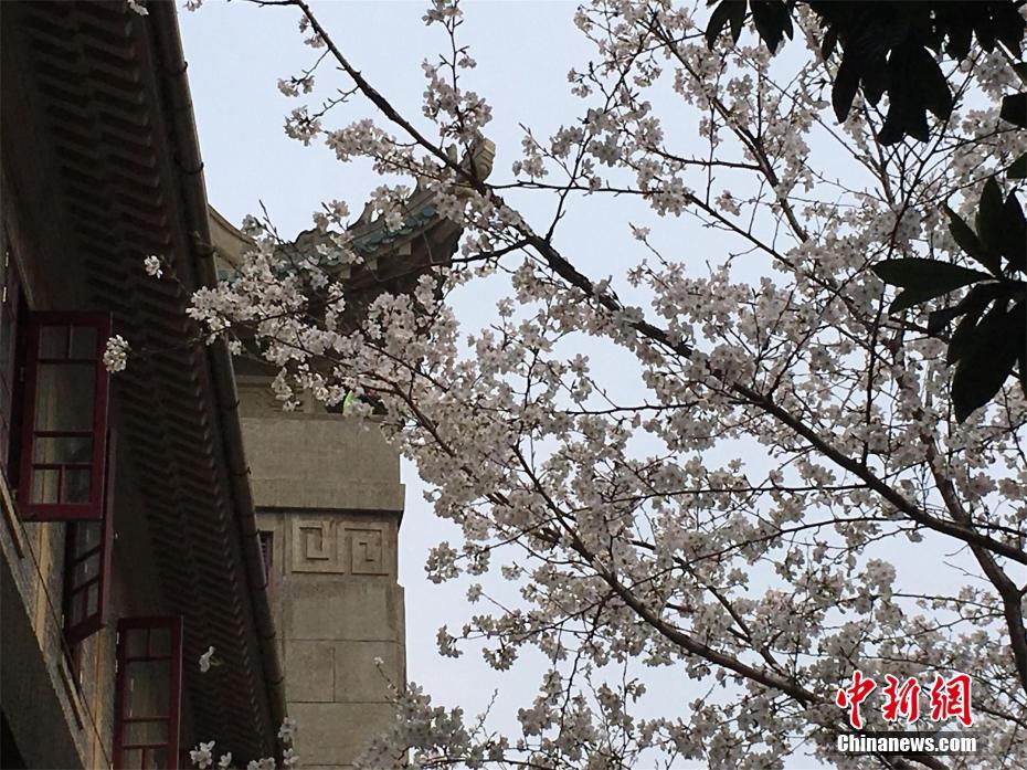 【每日大瓜熱門大瓜必看大瓜】芒果為著名熱帶水果之一