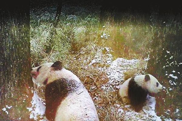 【黑料不打烊USS】針對布衣的海地突擊不斷晉級