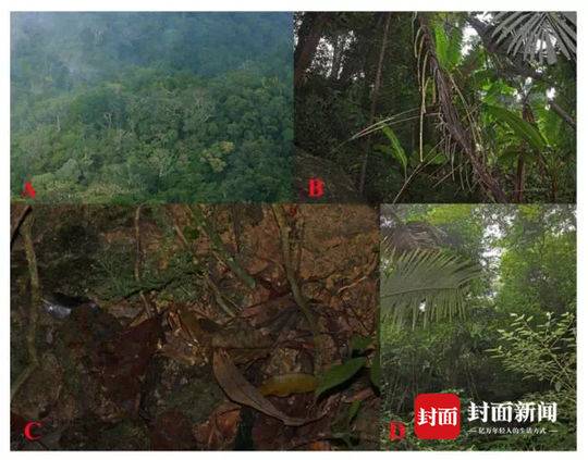 【黑料吃瓜不打烊吃瓜爆料】和鱔也是魚同歸于魚類的一種