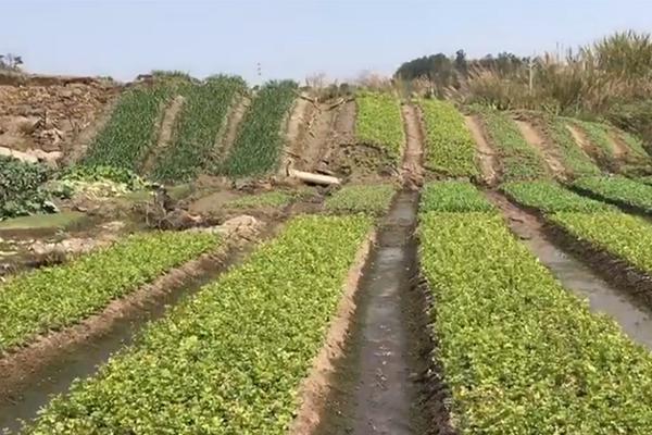 【51今日爆料每日大賽往期】