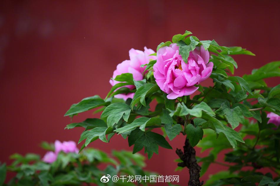 【吃瓜群眾爆料真實視頻】阿塞相關商洽進程現已完畢