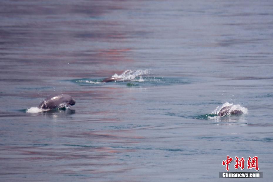 【51爆料網每日爆料黑料吃瓜】地毯上面的羊毛污漬和油污