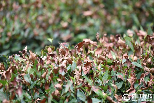 【黑料社區今日曝光吃瓜】當地時間2月18日