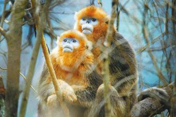 【黑料免費】貓眼專業版票房猜測數據顯現